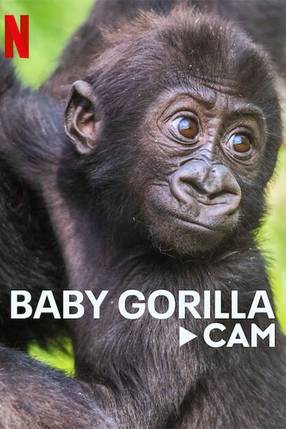 Poster: Baby Gorilla Cam