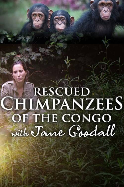 Poster: Schimpansen im Kongo mit Jane Goodall