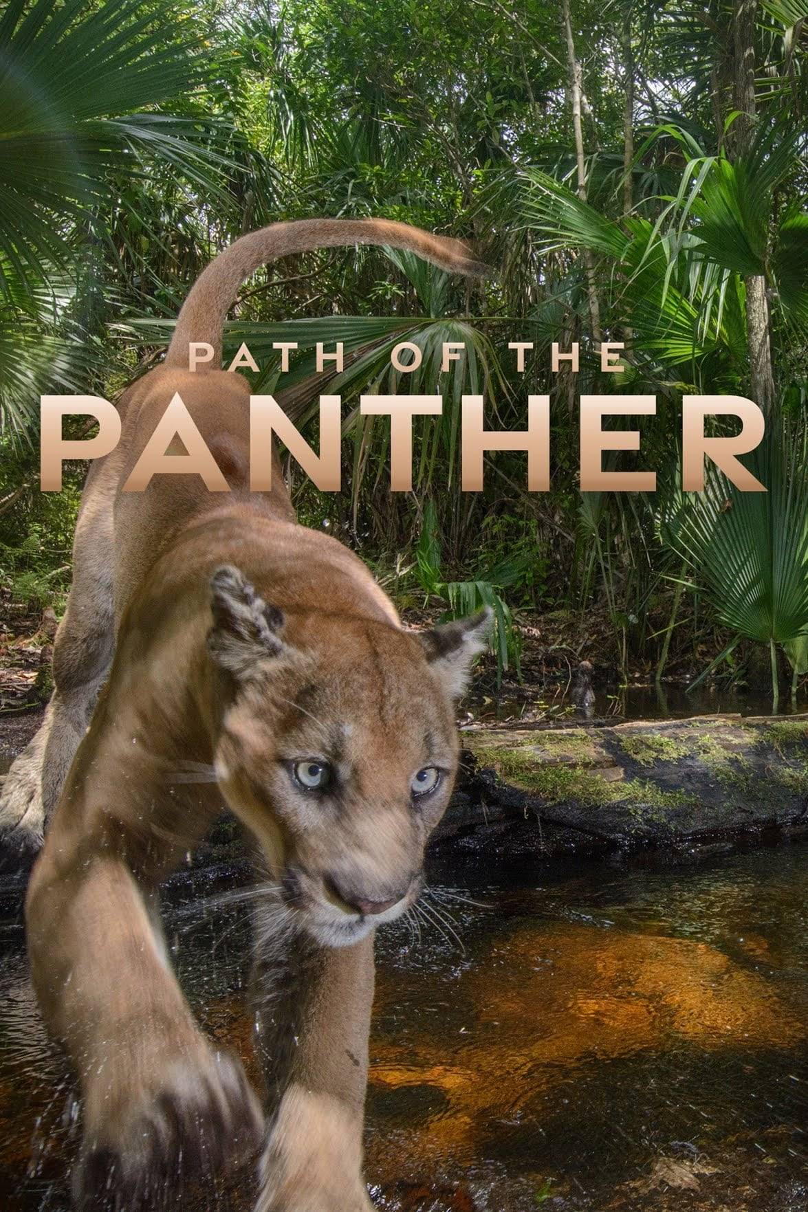 Poster: Die Rückkehr des Pumas