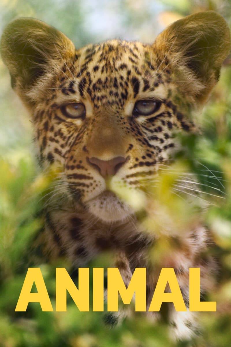 Poster: Animal