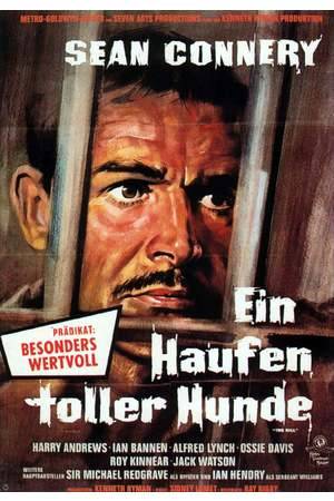 Poster: Ein Haufen toller Hunde