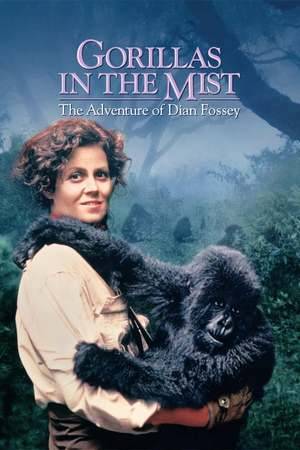 Poster: Gorillas im Nebel