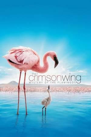 Poster: Das Geheimnis der Flamingos